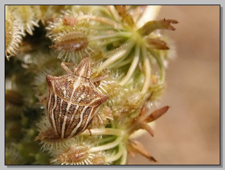 Ancyrosoma leucogrammes (e figlio?)